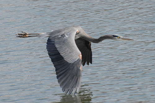 Great Blue Herons on Lake Norman NC - photos and information