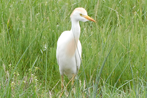Cattle Egret Best Of Lake Norman