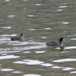 American Coot Pair swimming in lake
